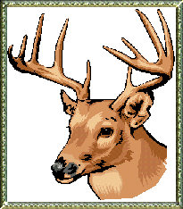 Deer picture